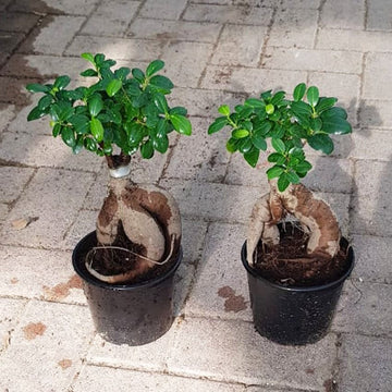 Bonsai Offer